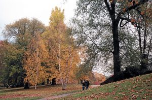 Dos personas caminan por un sendero en un parque con árboles de otoño y hojas amarillas en el suelo